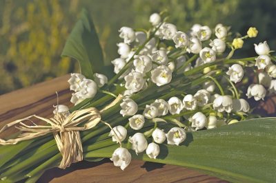 kleiner ansprechender Strauch Maiglöckchen in Großaufnahme auf einen Holztisch liegend